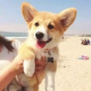 ʮ�����ṷ�������������һ����