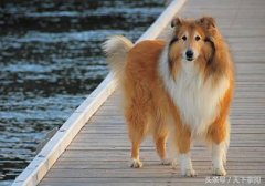 ����ʮ�����ҳϵĹ����� �л���԰Ȯǰ������