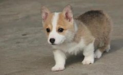 ��ǧ�����һֻ�»��ھӼ���Ц����ɵ��������ھӱ�������