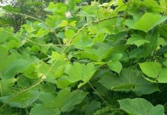 Ů�˲�ϣ������������Դ�Ұ�˲�Ѫ���տ����ƺ�˥��