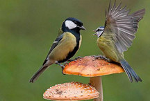 Ů��ѹ������ô�죿������7��ʳ�����ѹ��