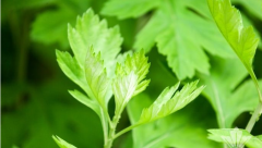 ��������ϴͷ�����֬�����ѷ���Ȼ���ˣ�