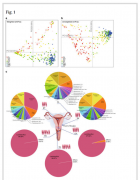 �о���Ա��Ů����ֳ�����з��ִ���΢����