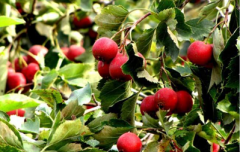 品质基础决定上层建筑 小山楂里的大乾坤