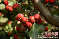 中国果酒品牌企业推荐:山东皇尊庄园山楂酒有限公司